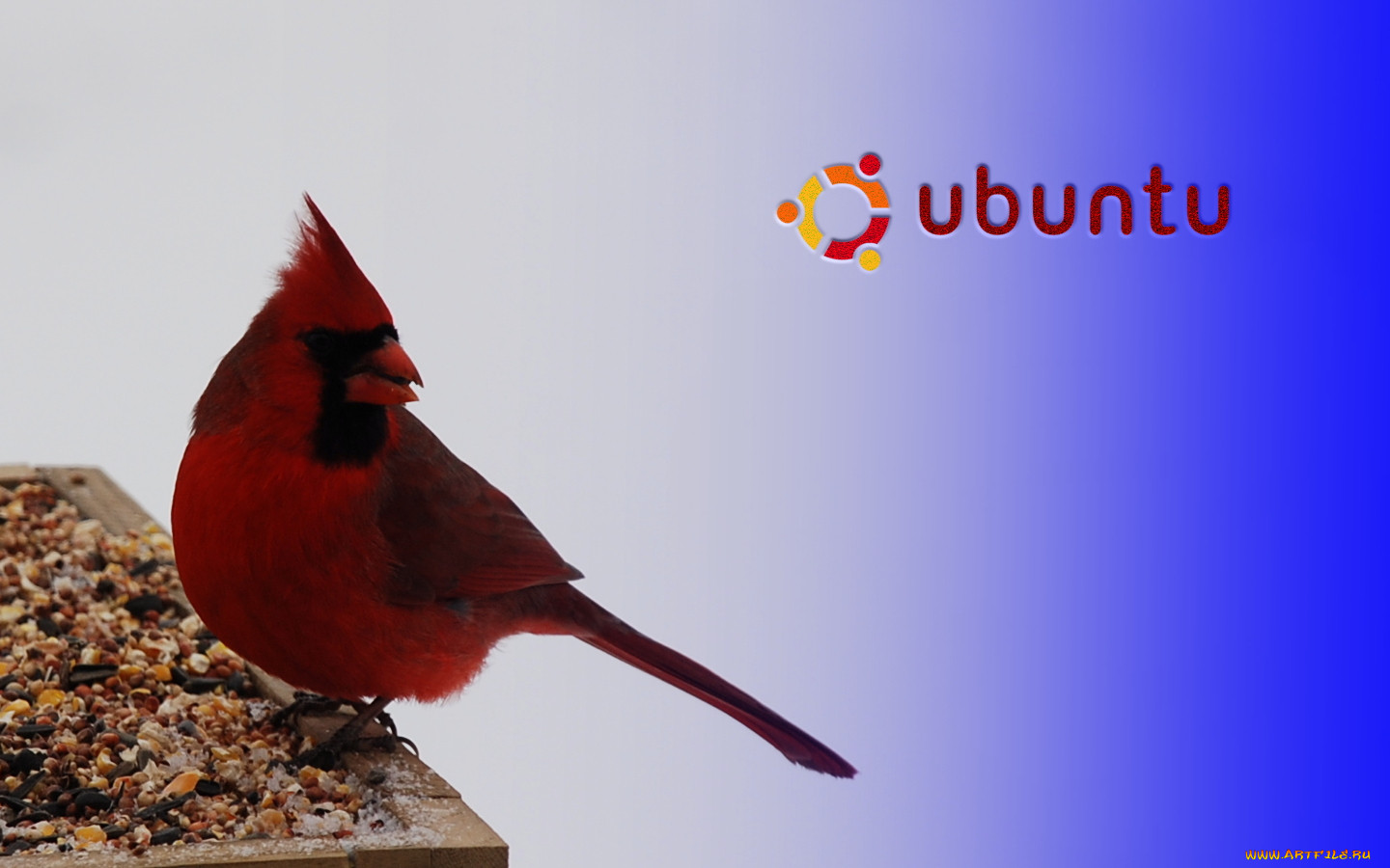 , ubuntu, linux